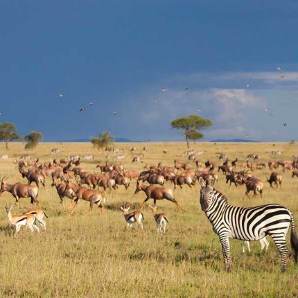 2 Days 1 Night Amboseli Classic Safari