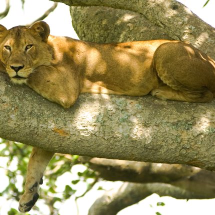 5 Day 4 Nights Masai Mara, Lake Nakuru & Amboseli Wildlife Safari