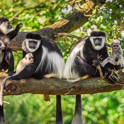 4 Days Serengeti Great Migration Safari