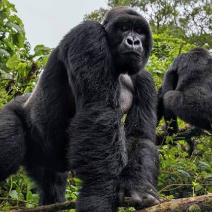 3 Day Uganda Gorilla Tracking Tour
