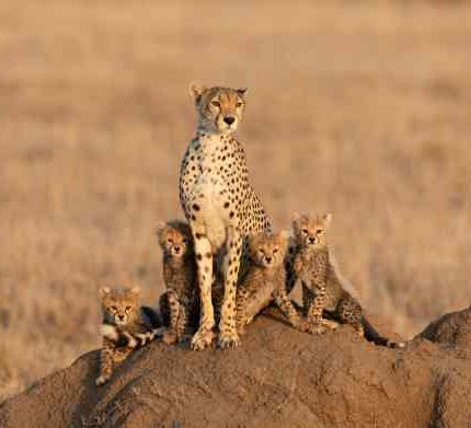 3 Days 2 Nights Saltlick Lodge Package