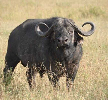 8 DAYS MARA KENYA SAFARI