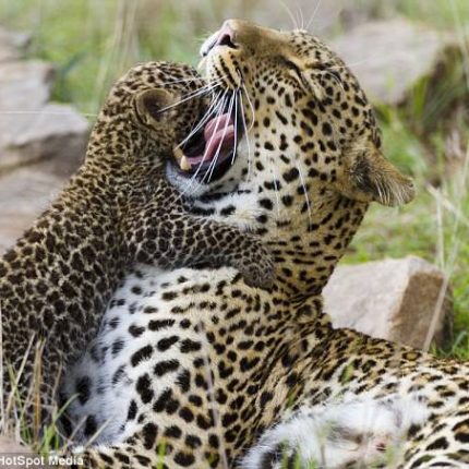 9 DAYS MARA KENYA SAFARI