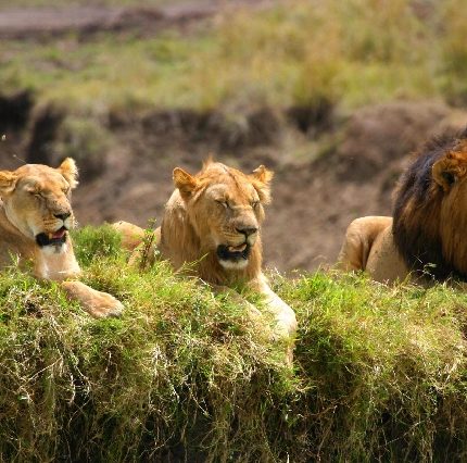 10 Days Best of Uganda & Tanzania Safari