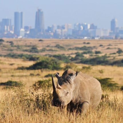 TWENDE NAIROBI NATIONAL PARK