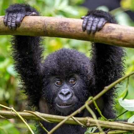 10 Days Best of Uganda & Tanzania Safari