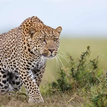3 Day Masai Mara Wildlife Safari