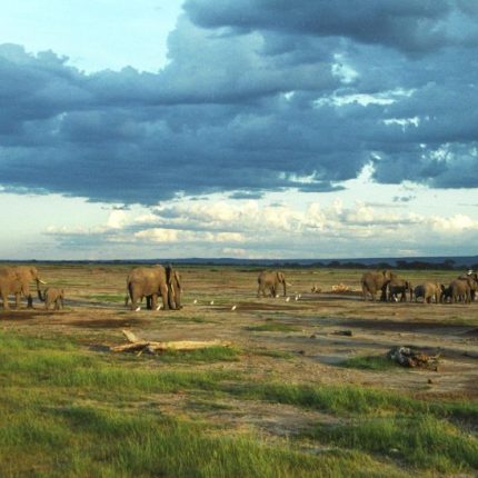 4 DAYS MANYARA SAFARI