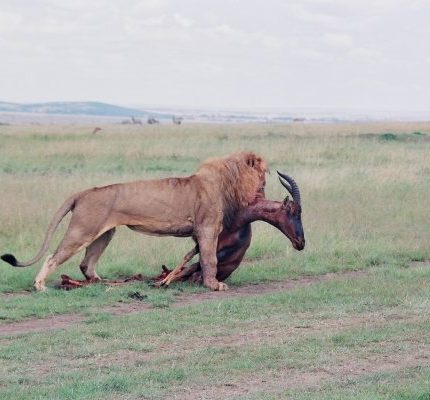 6 DAYS MANYARA TANZANIA
